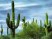 kakabus-kaktus